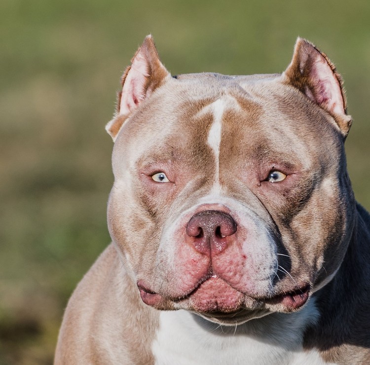 Питбуль собака