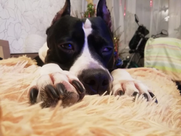 Стаффордширский терьер купирование