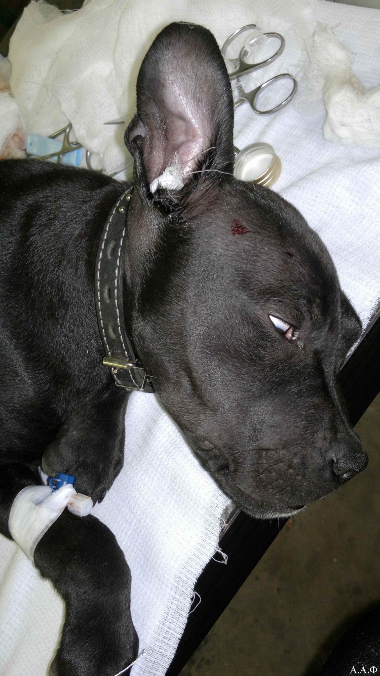 Питбуль некупированный