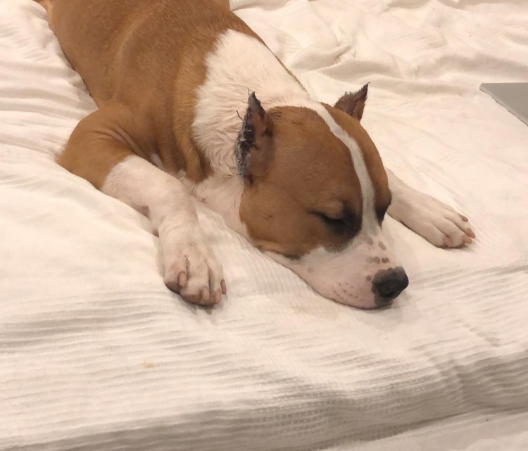 Купирование ушей стаффордширского терьера стандартная форма