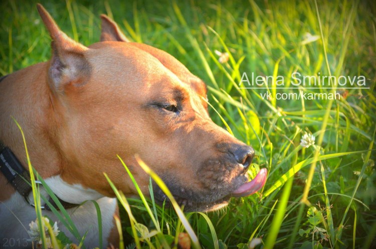 Купирование ушей Смоленск