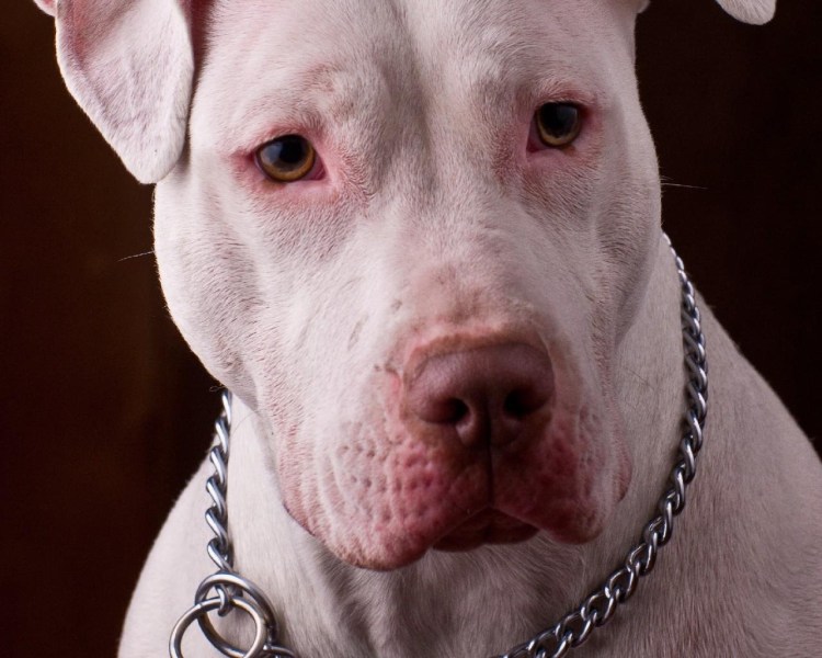 Уши после купирования питбуль