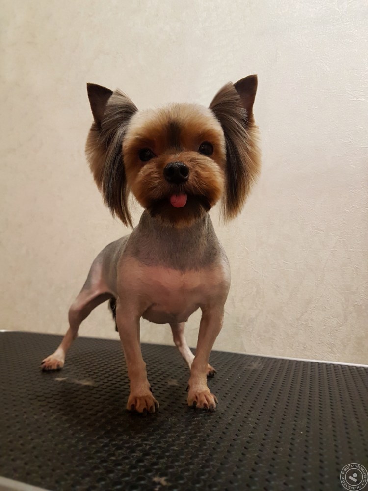 Стрижка Йорка короткая мордочка