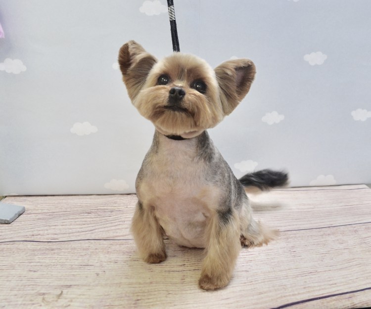 Йоркширский терьер налысо