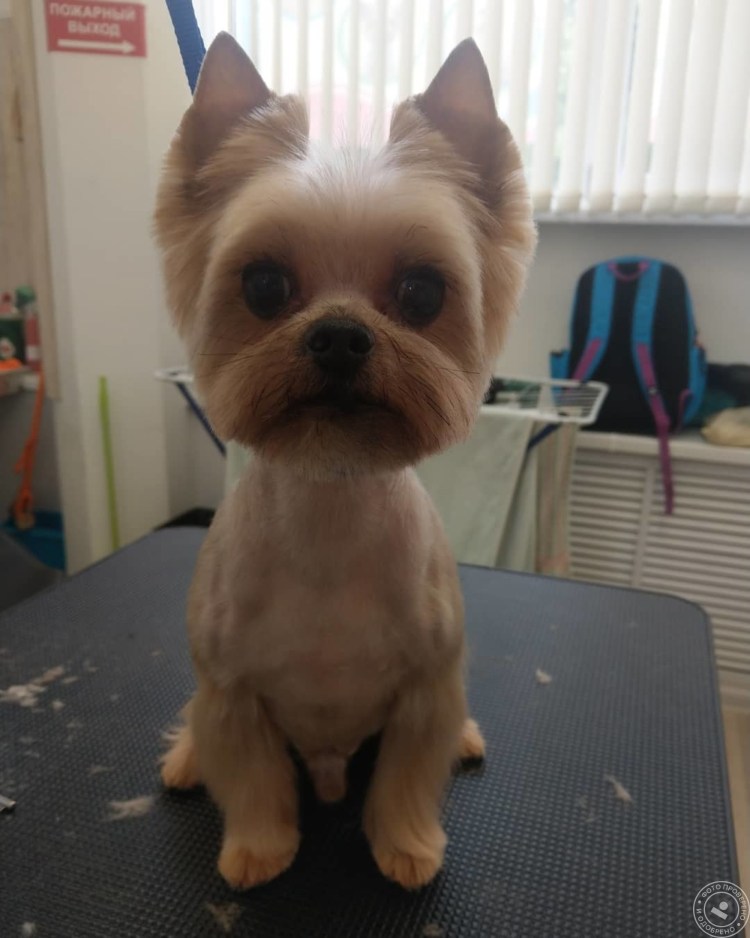 Стрижки йорков мальчиков щенков 5 месяцев грумминг