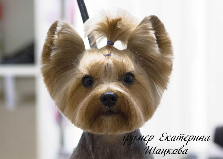 Йоркширский терьер стрижка мишка