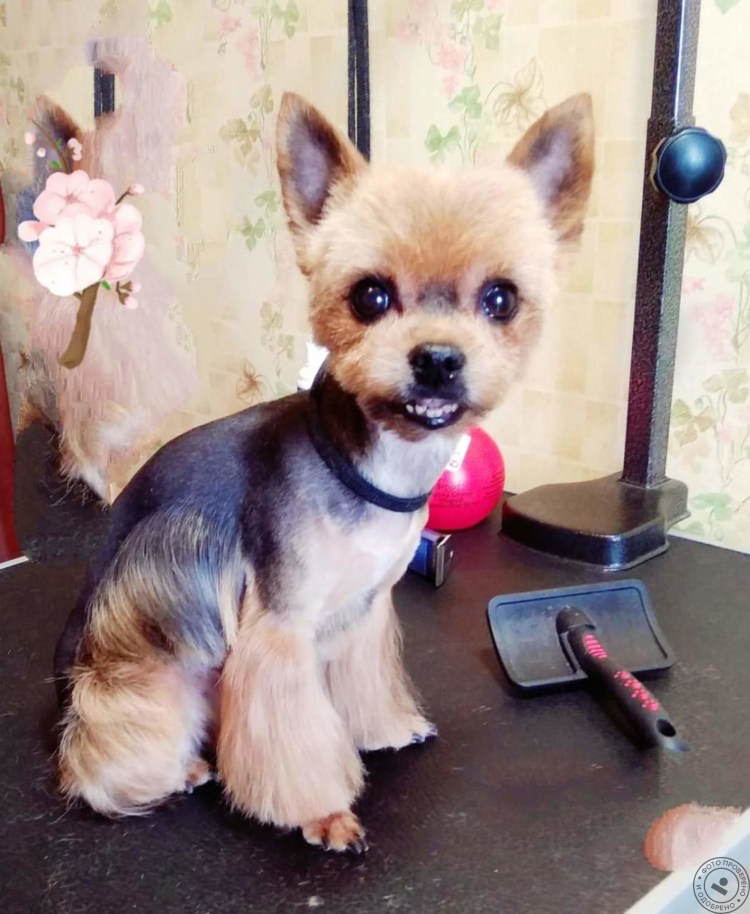 Йоркширский терьер обстриженный