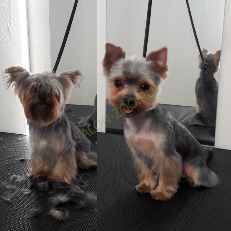 Йорк стрижка Лев