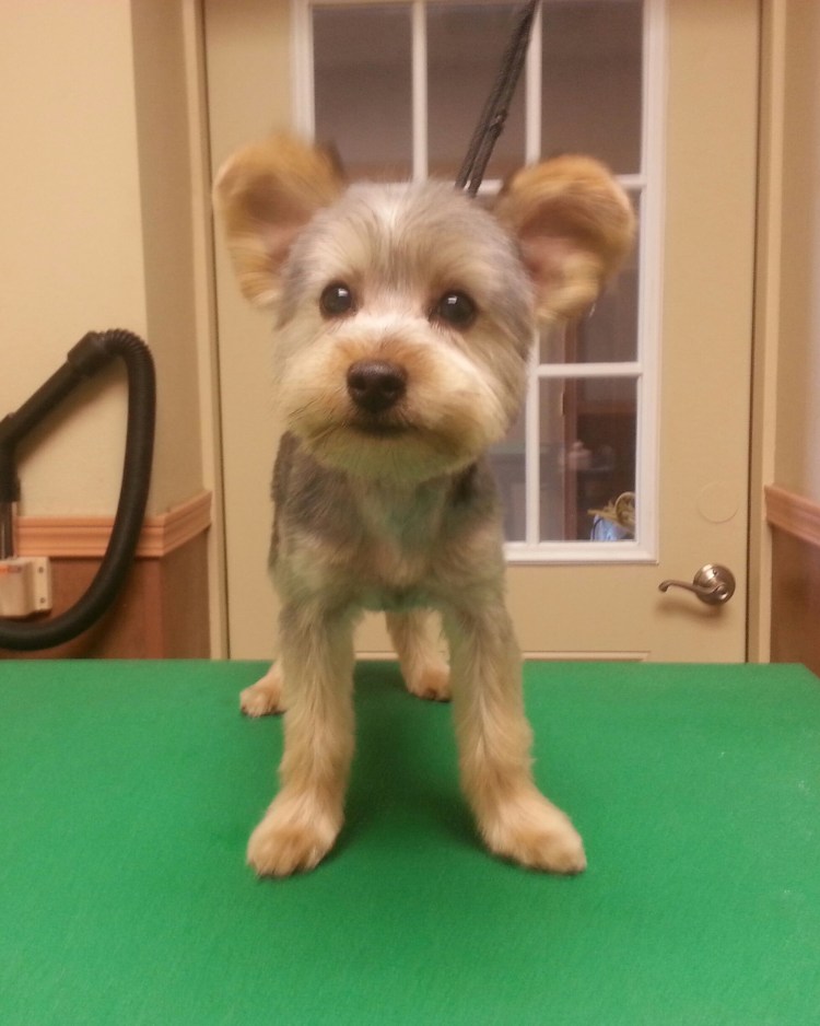 Стрижки йоркширского терьера мальчика