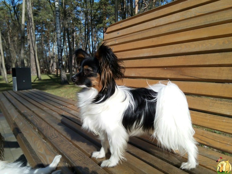 Папильон стрижка короткая