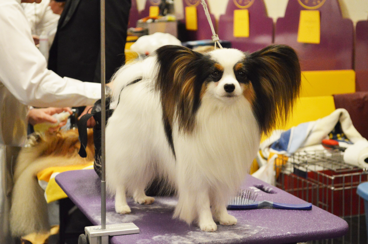 Папильон грумминг