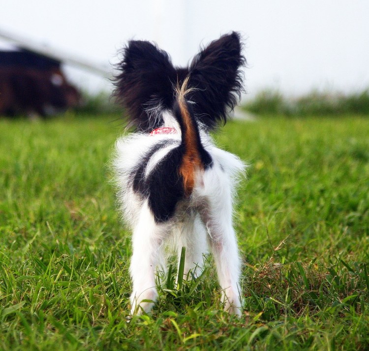 Папильон (континентальный той-спаниель)