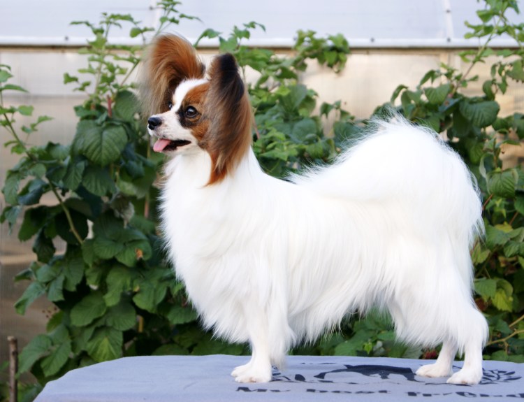 Спаниель Папильон