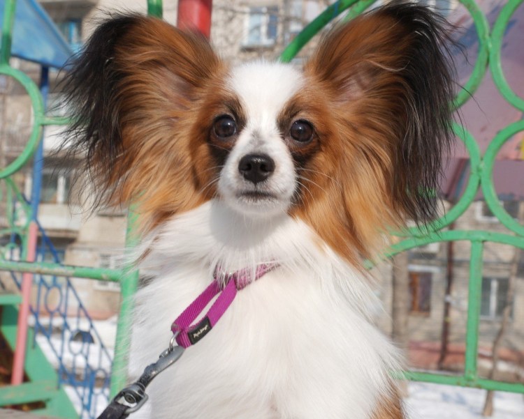 Папильон Соболь