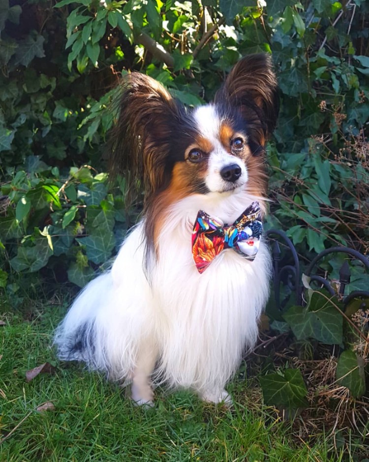 Папильон груминг