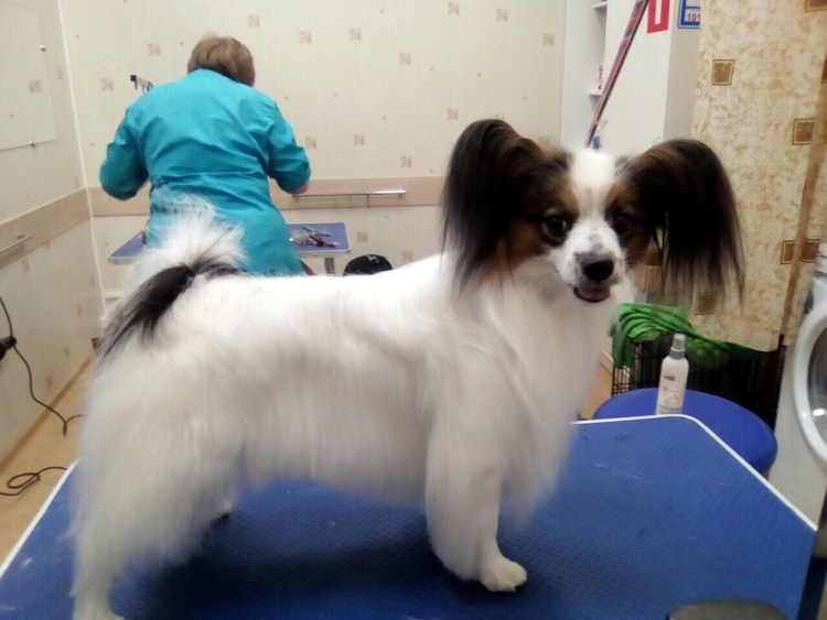 Папильон стрижка короткая