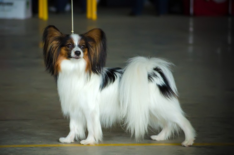 Чемпионы породы Папийон