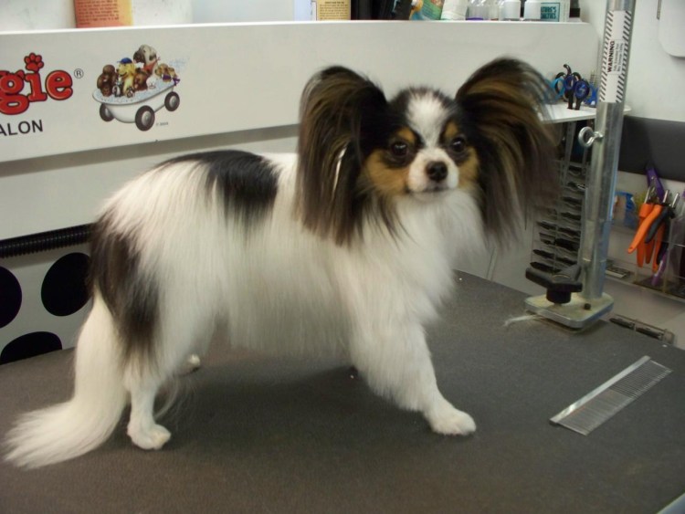 Питомник папильонов Фарвет