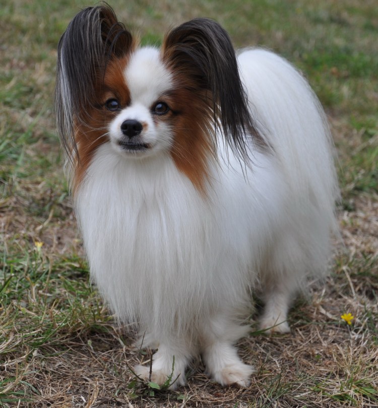 Папилон материал