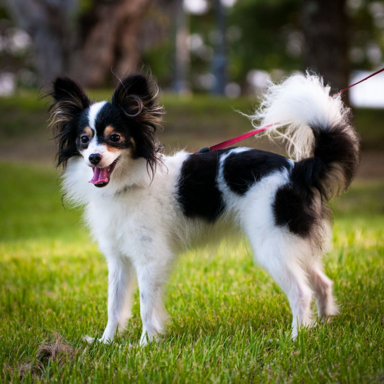 Папильон девочка