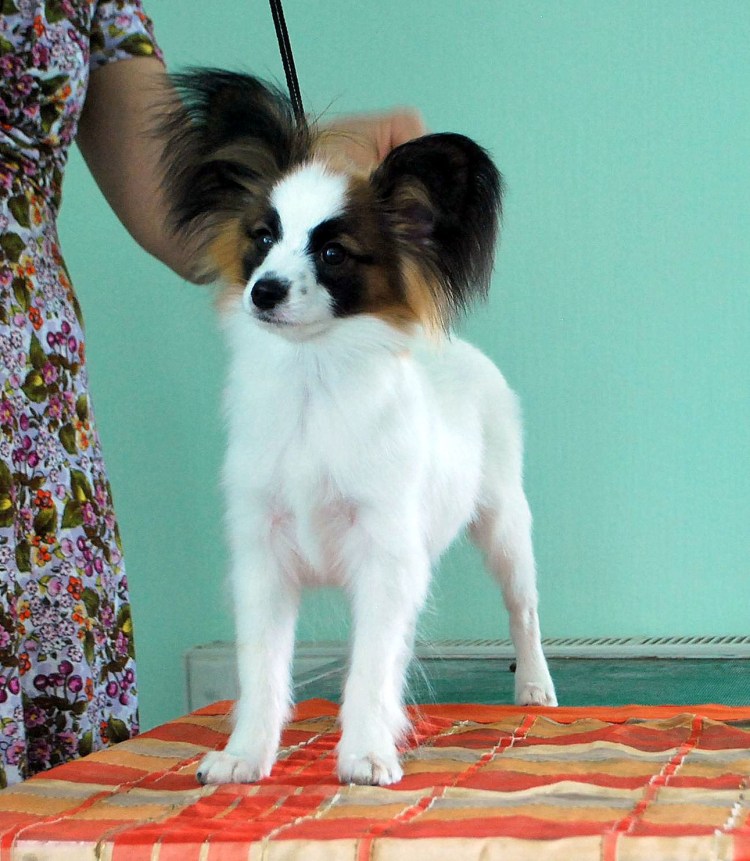 Лысый Папильон