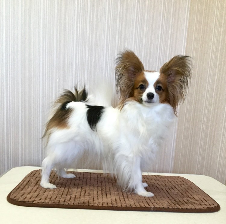 Собака бабочка Папильон