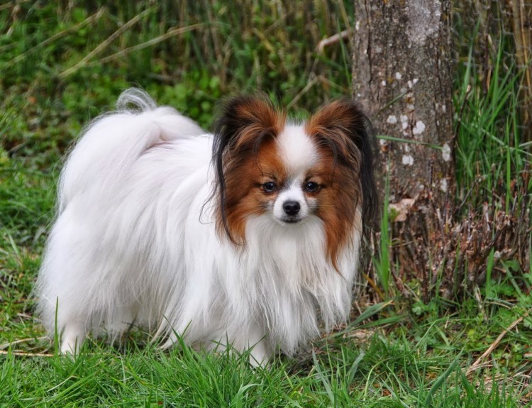 Болонка Папильон бабочка