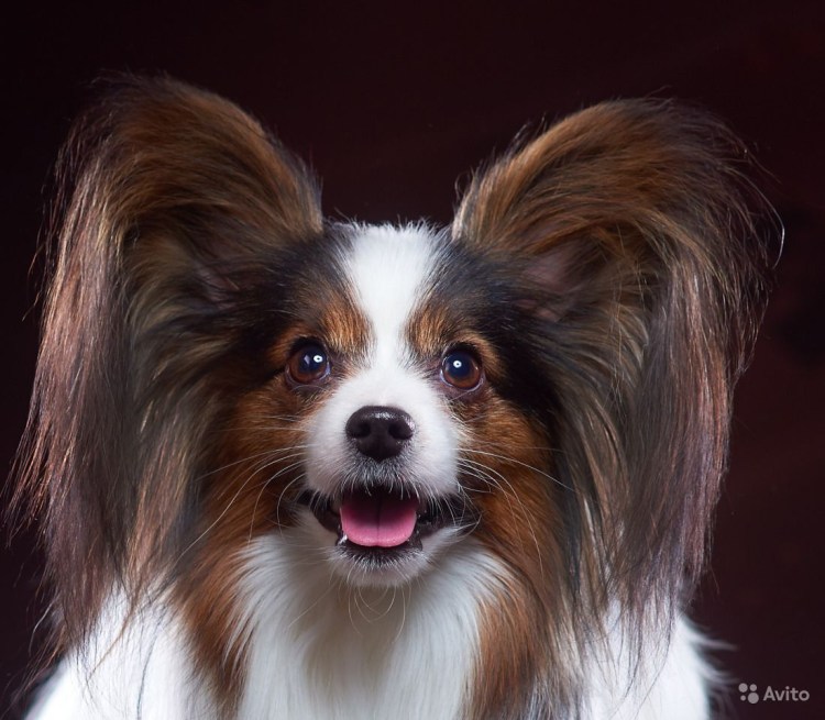 Стриженный Папильон