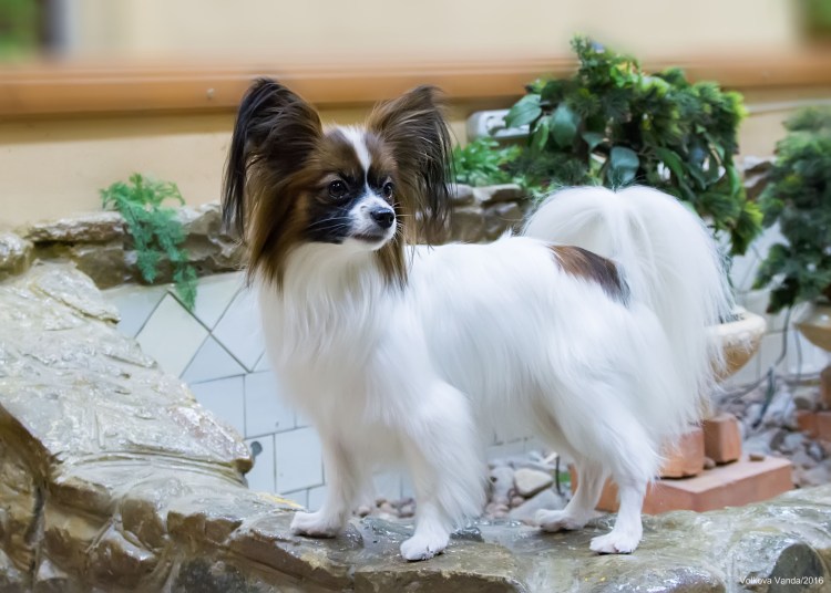 Папильон щенки