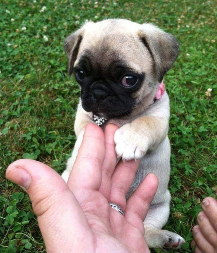 Вислоухий Мопс