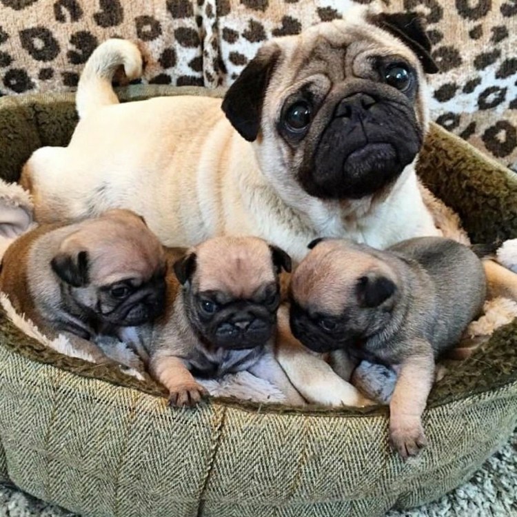 Кутята МОПСА