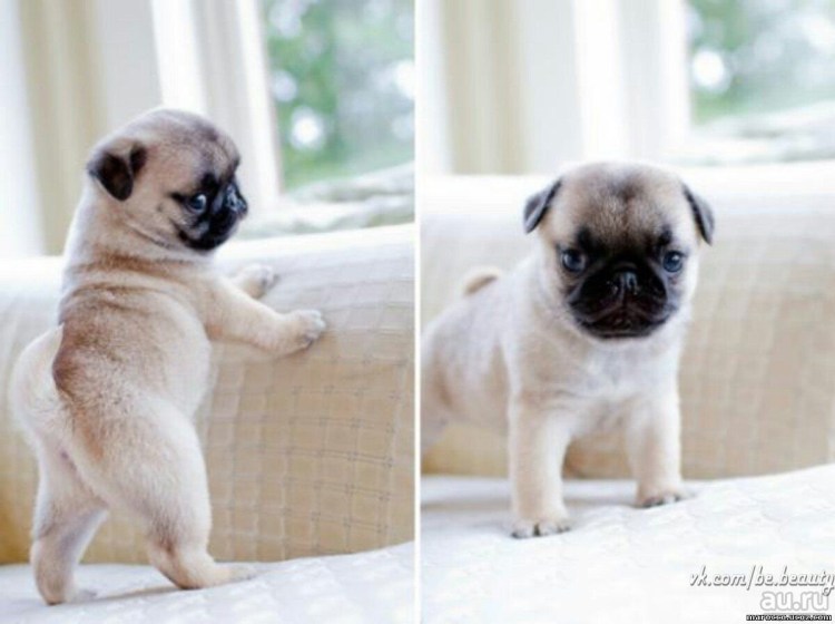 Самый маленький Мопс