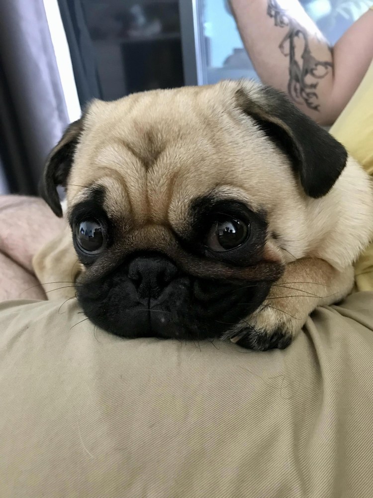 Собака Мопс щенок