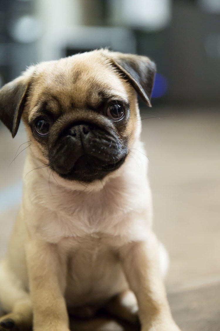 Щенки мини МОПСА