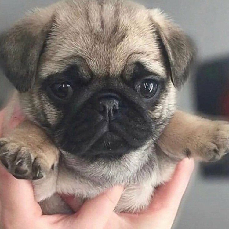 Pug Мопс