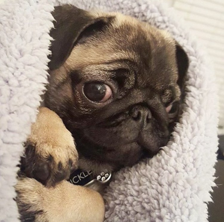 Порода Мопс