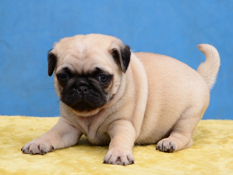 Мопс длинношерстный