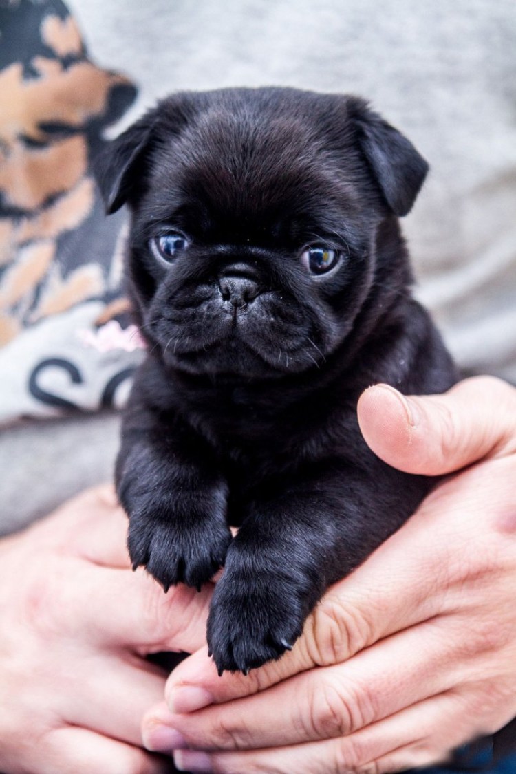 Мопсики щенки