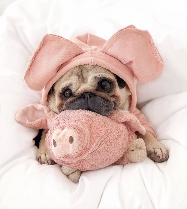 Собачки мопсики