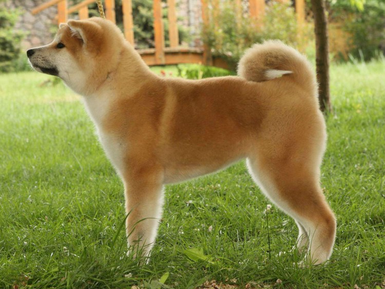 Акита-ину экстерьер