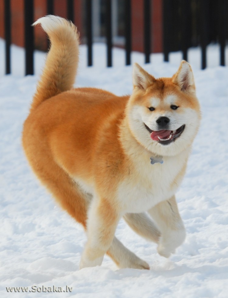 Акита Матаги