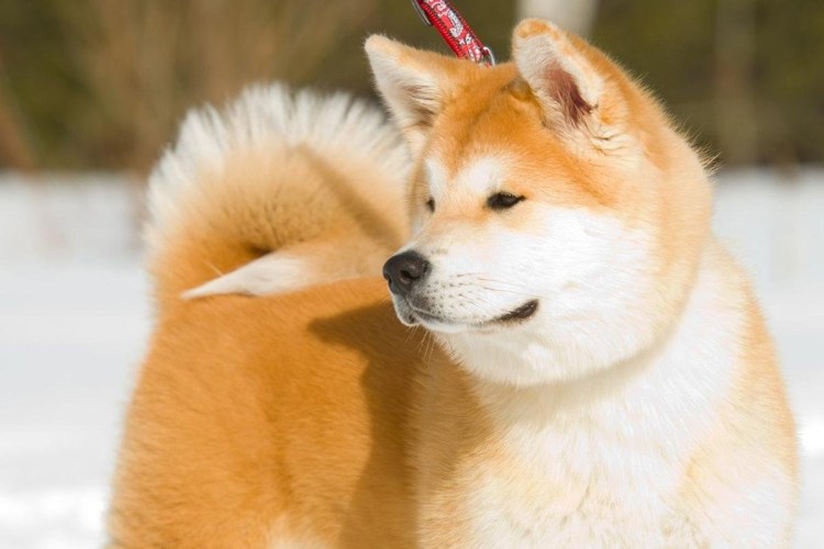 Японская Акита ину