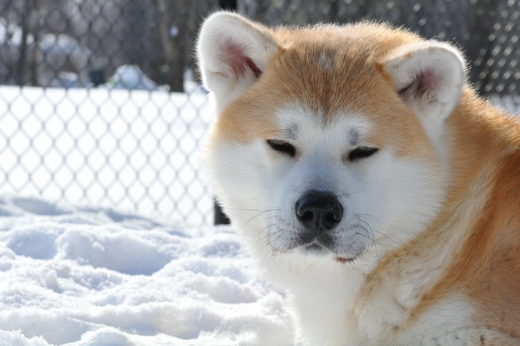 Европейская Акита