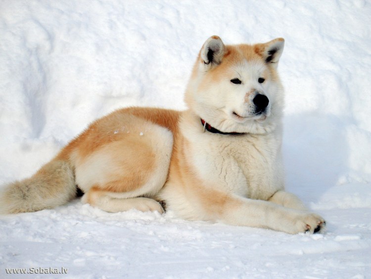 Мини Хатико Акита-ину