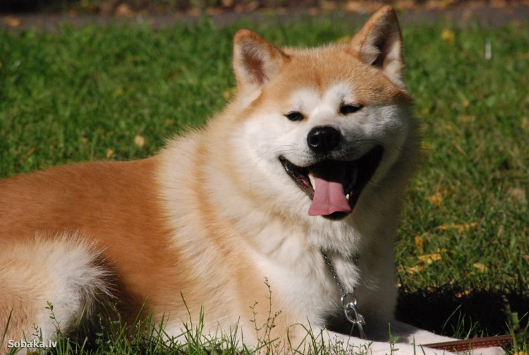 Японская порода собак Акита-ину