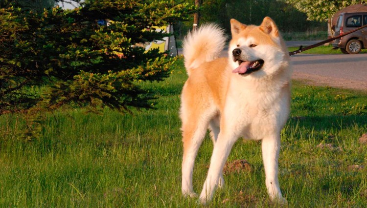 Лайка Акита ину