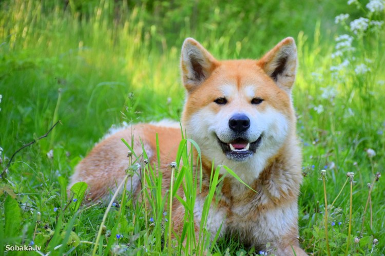 Порода Хатико Акита-ину