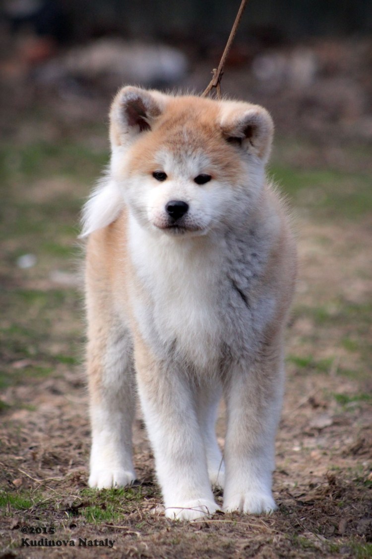 Японская овчарка Акита