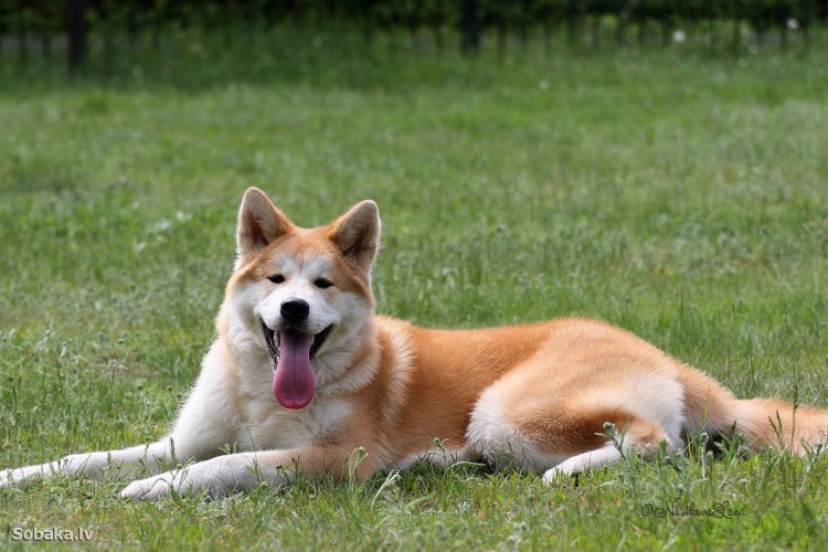 Японская Акита