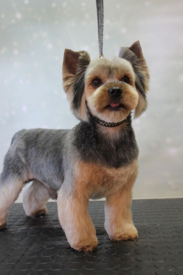 Йоркширский терьер стандарт стрижки